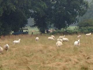 Sheep and a cheap car